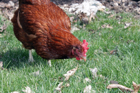 Feeding Chickens the Easy Way Image